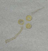 gum amoniac part gold leaf