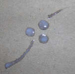 wet gum ammoniac on pastle paper